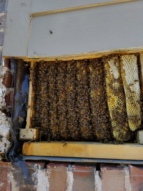 Affordable Bee Removal