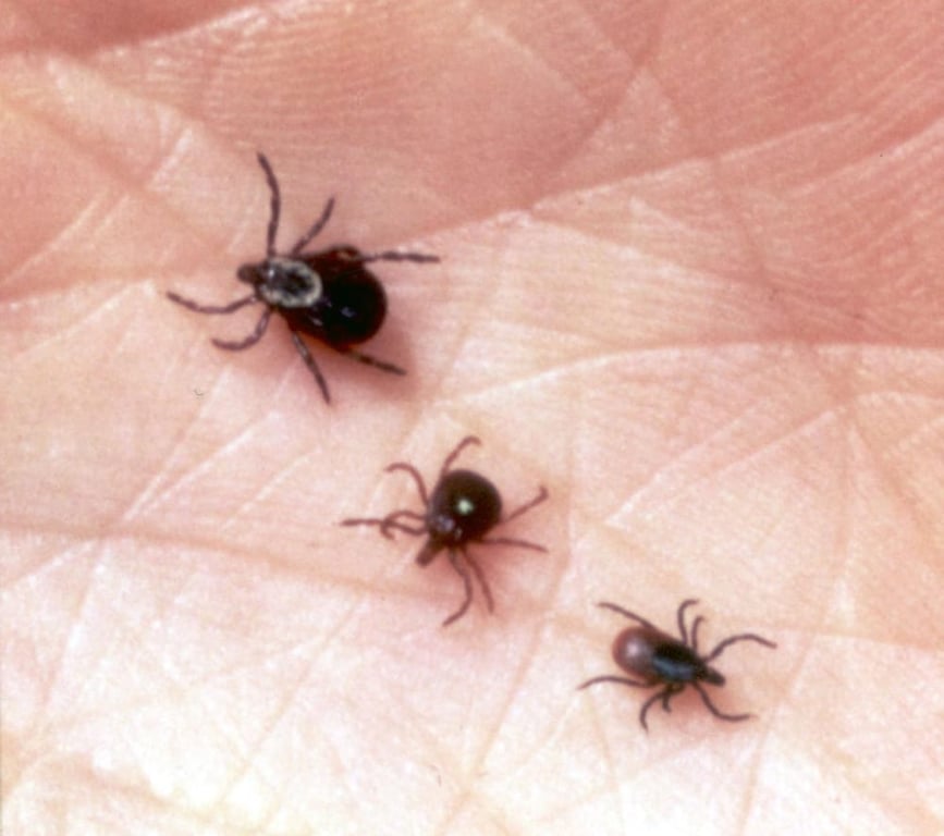 AJB Pest & Termite