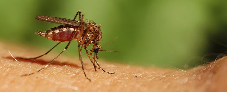 Assurance Pest & Termite
