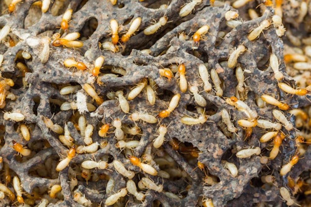 Pest Gurus
