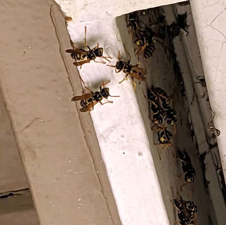 Red Oak Pest Control