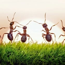 Home Run Pest & Termite Control