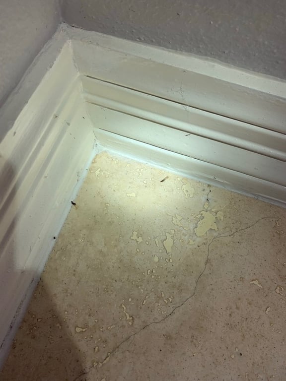 Protex Service Inc