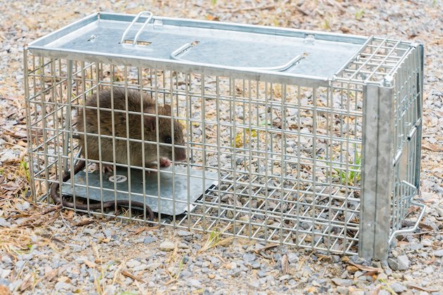 Xpert Rodent and Wildlife Control