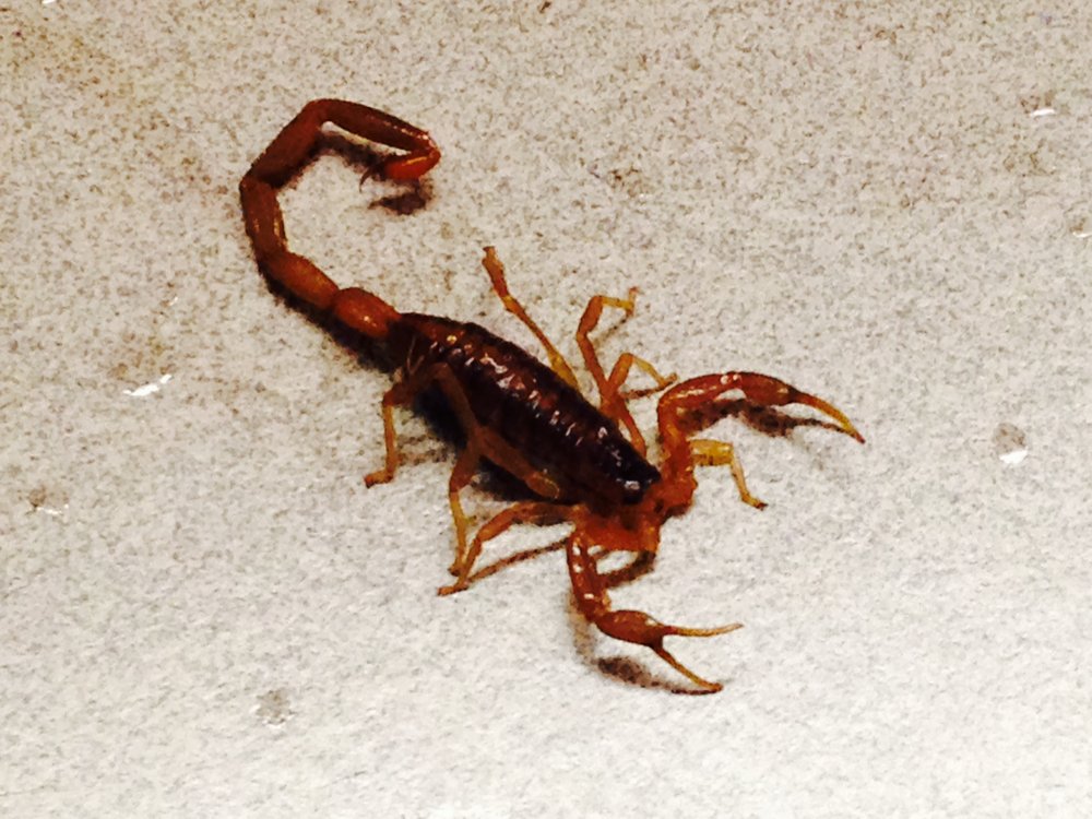 Sureguard Termite & Pest Services