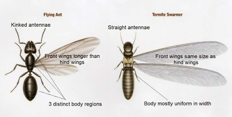 White Out Termite and Pest Control