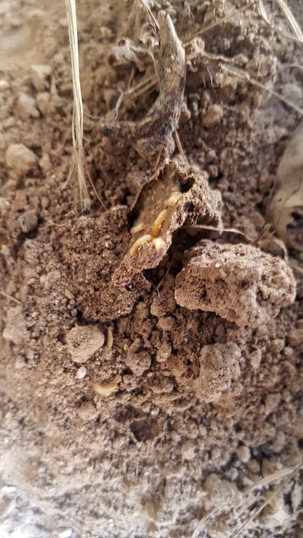 Alder Pest