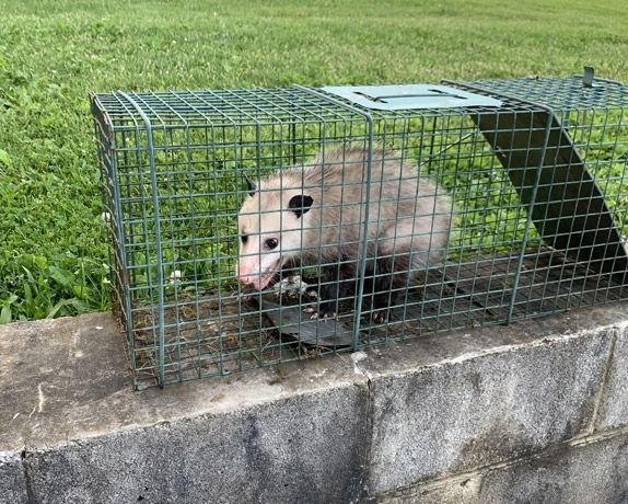 Xpert Rodent and Wildlife Control