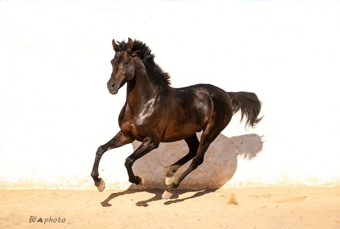 Ranch Adada Djerba