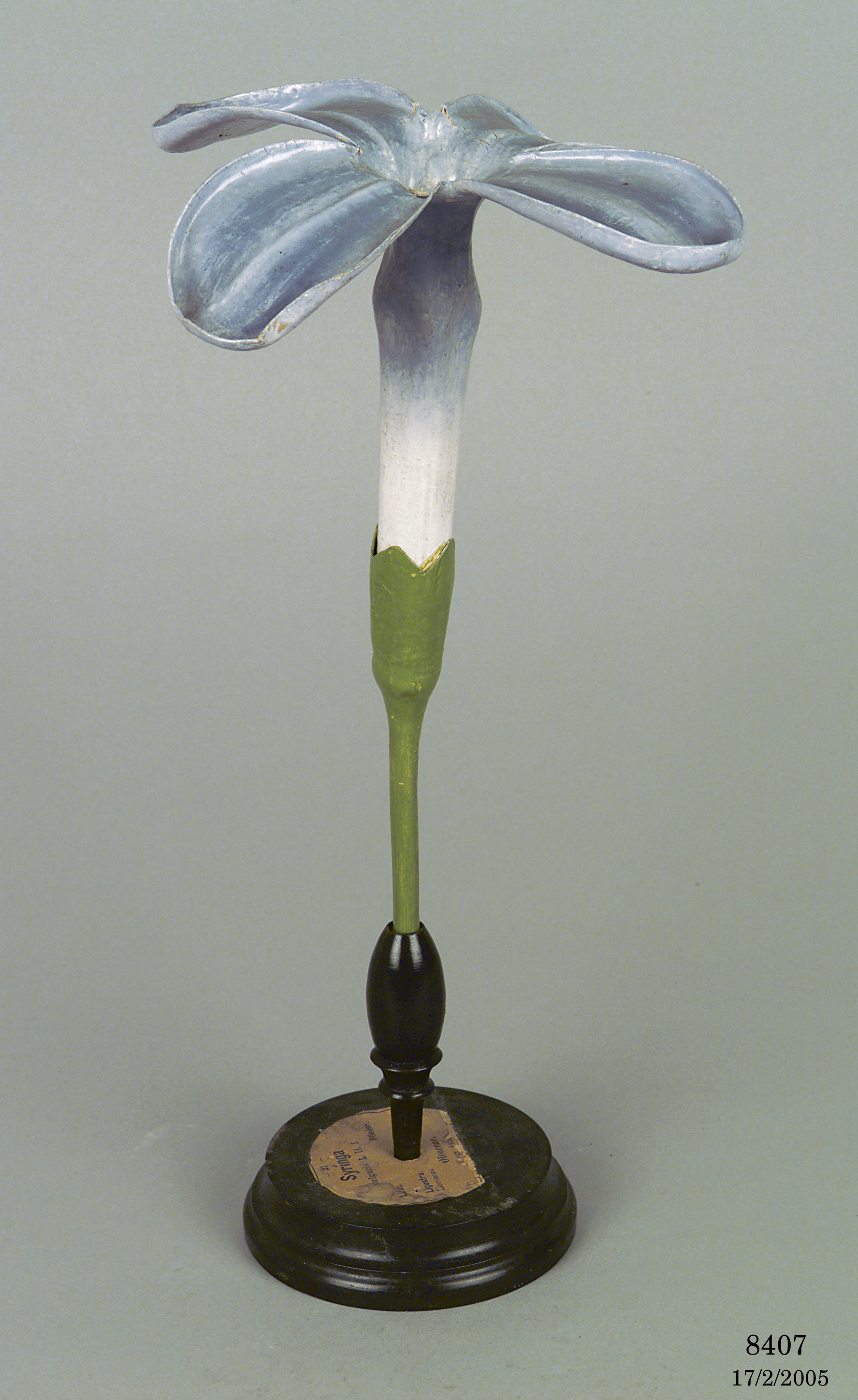 Botanical model of lilac