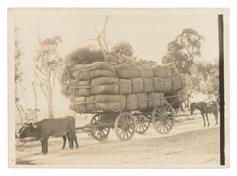 Old antique vintage postcard with photo of Australian shops horse wool clip team with 2D bale with fleece Greetings from Australia 1911