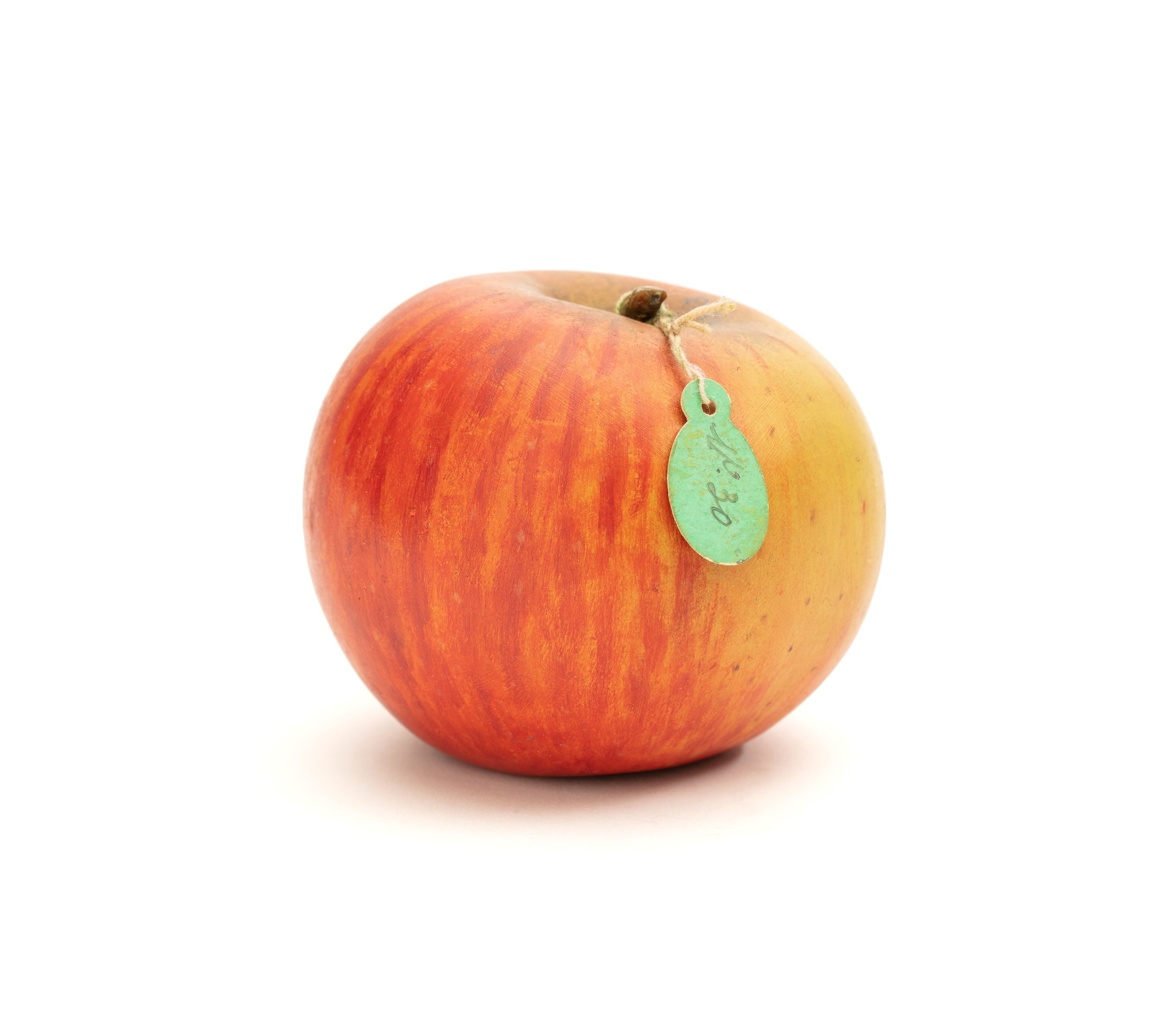 Model of a 'Royal Permain' apple