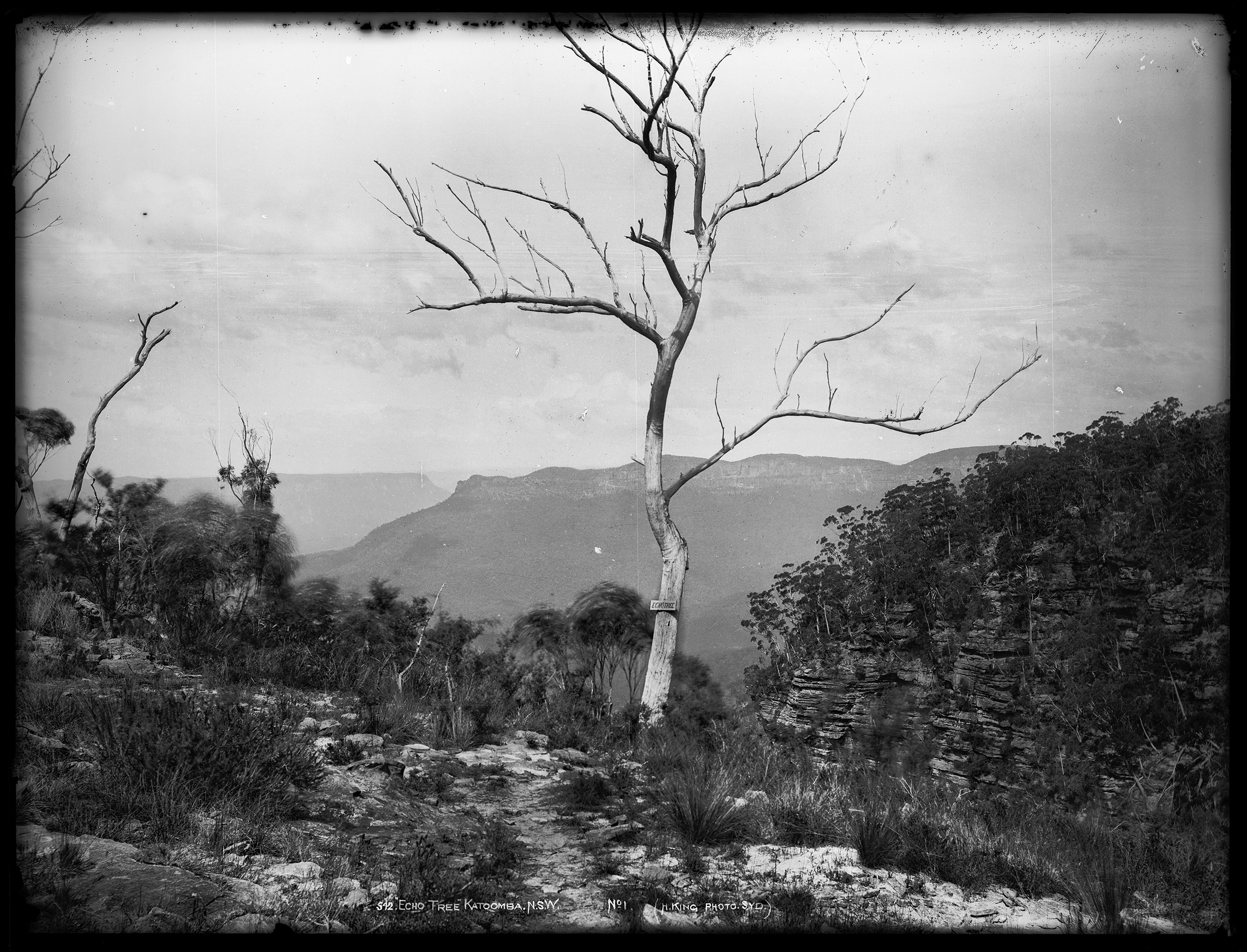 'Echo Tree, Katoomba, N.S.W., No. 1' by Henry King from the Tyrrell collection
