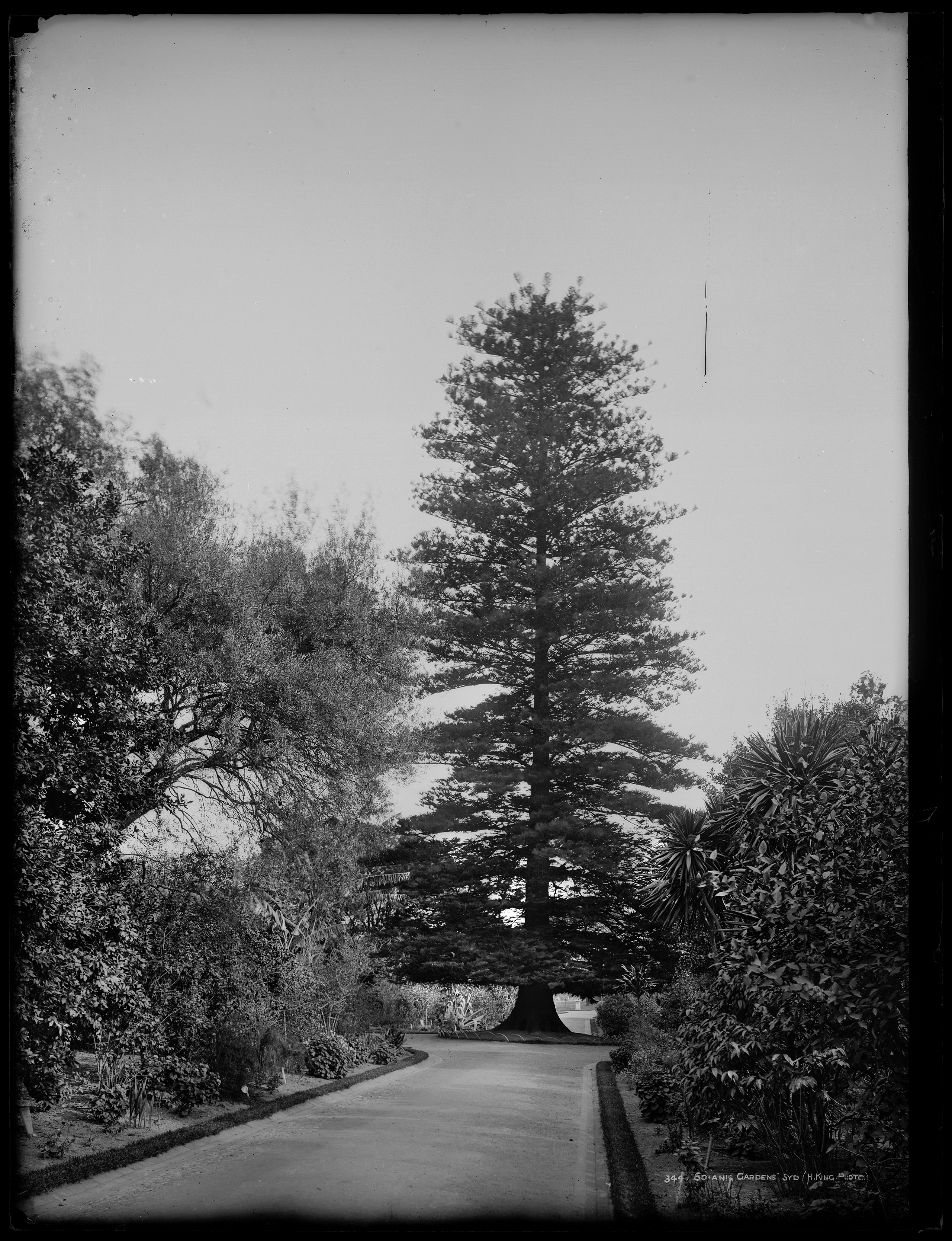 'Botanic Gardens, Sydney' by Henry King from the Tyrrell Collection