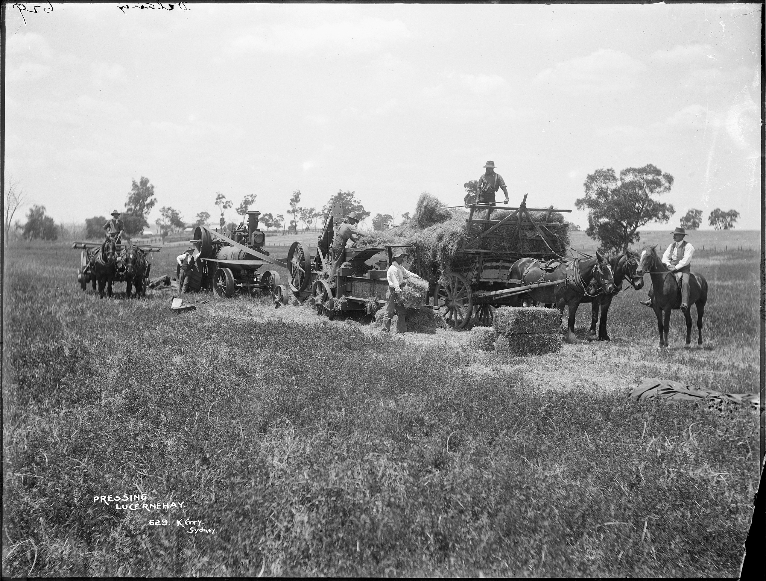Photograph pressing lucerne hay in a New South Wales paddock, 1884-1917