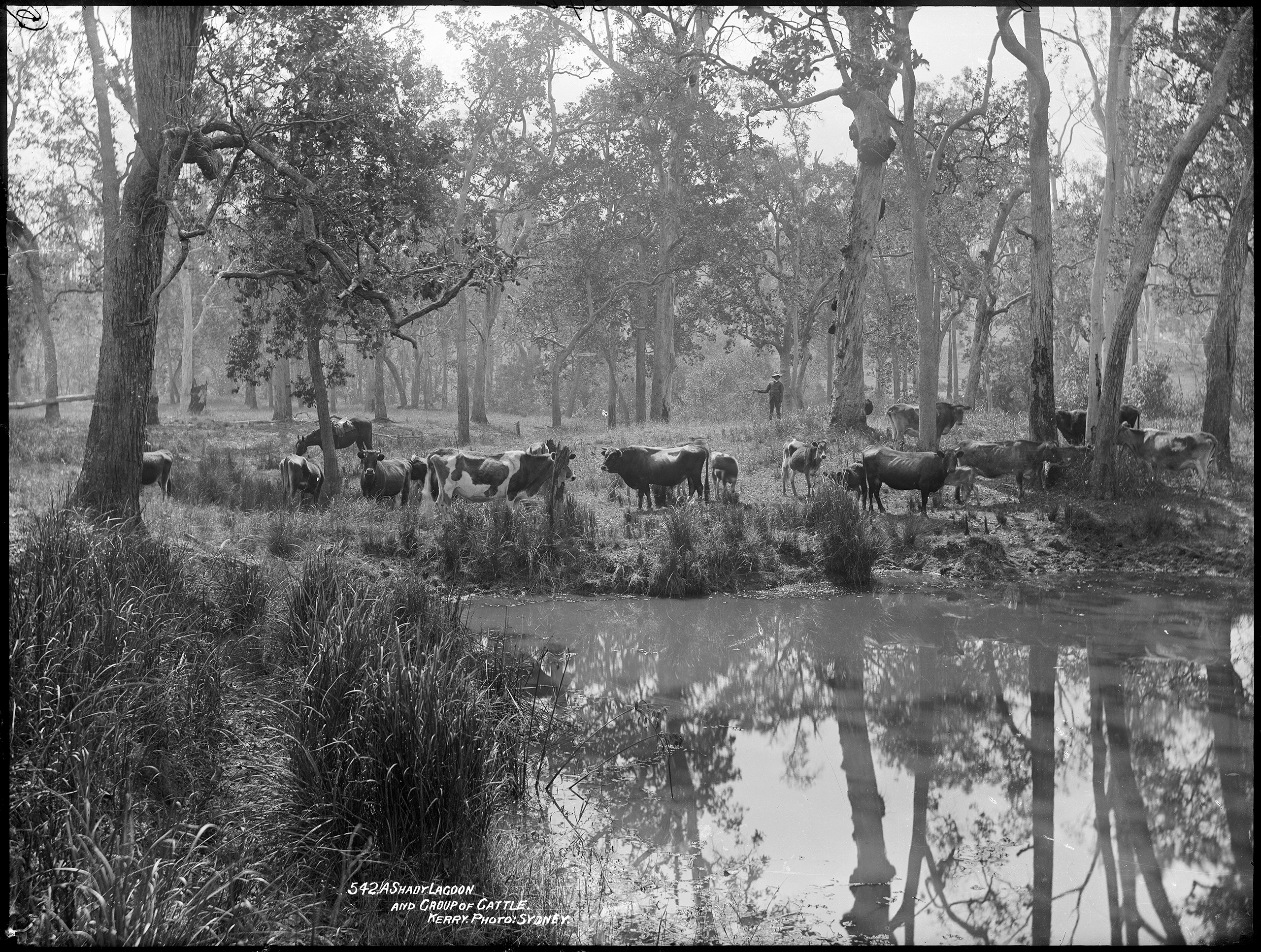 'A Shady Lagoon and a Group of Cattle' from the Tyrrell Collection