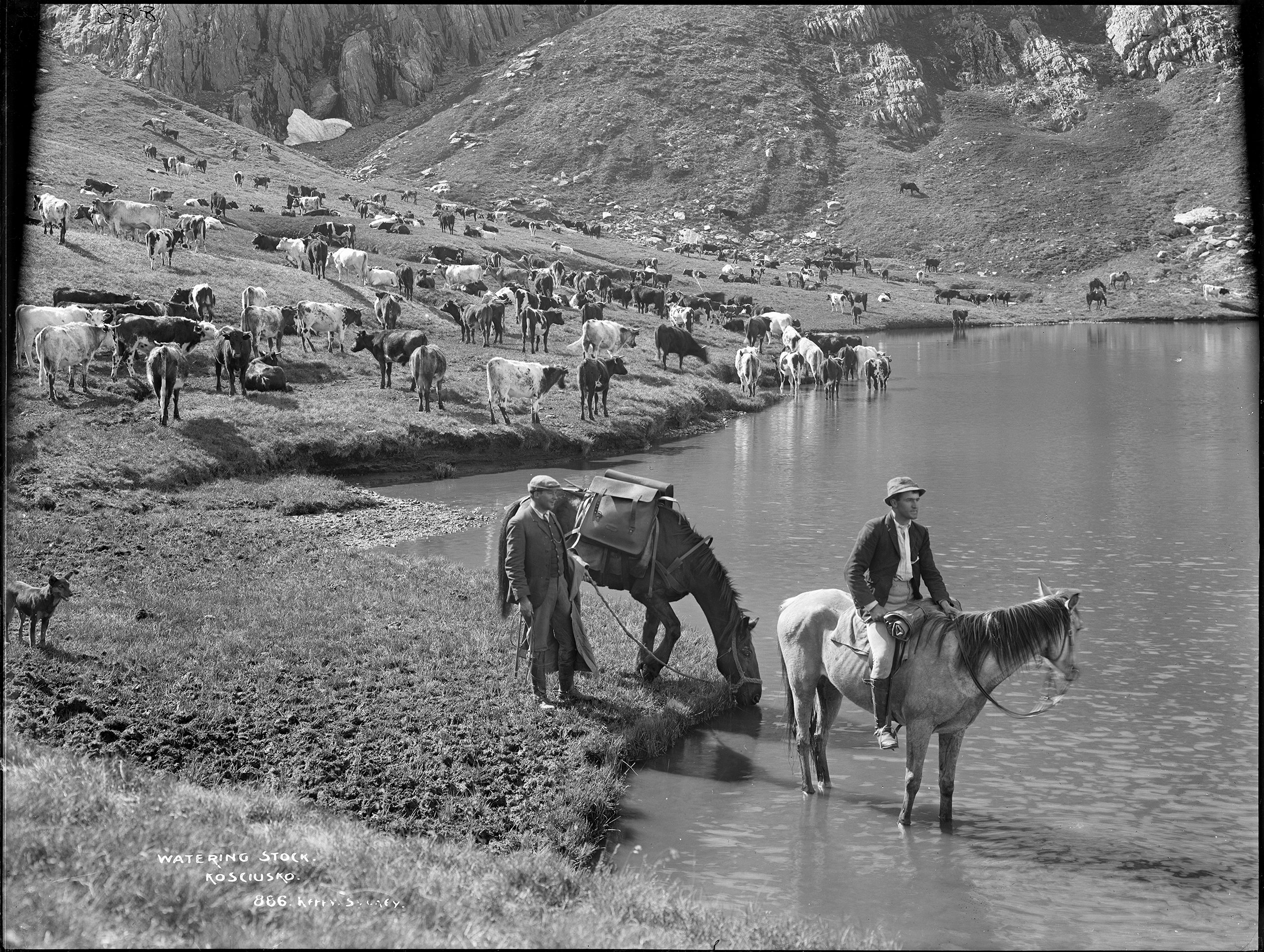 Watering cattle at Mount Kosciusko