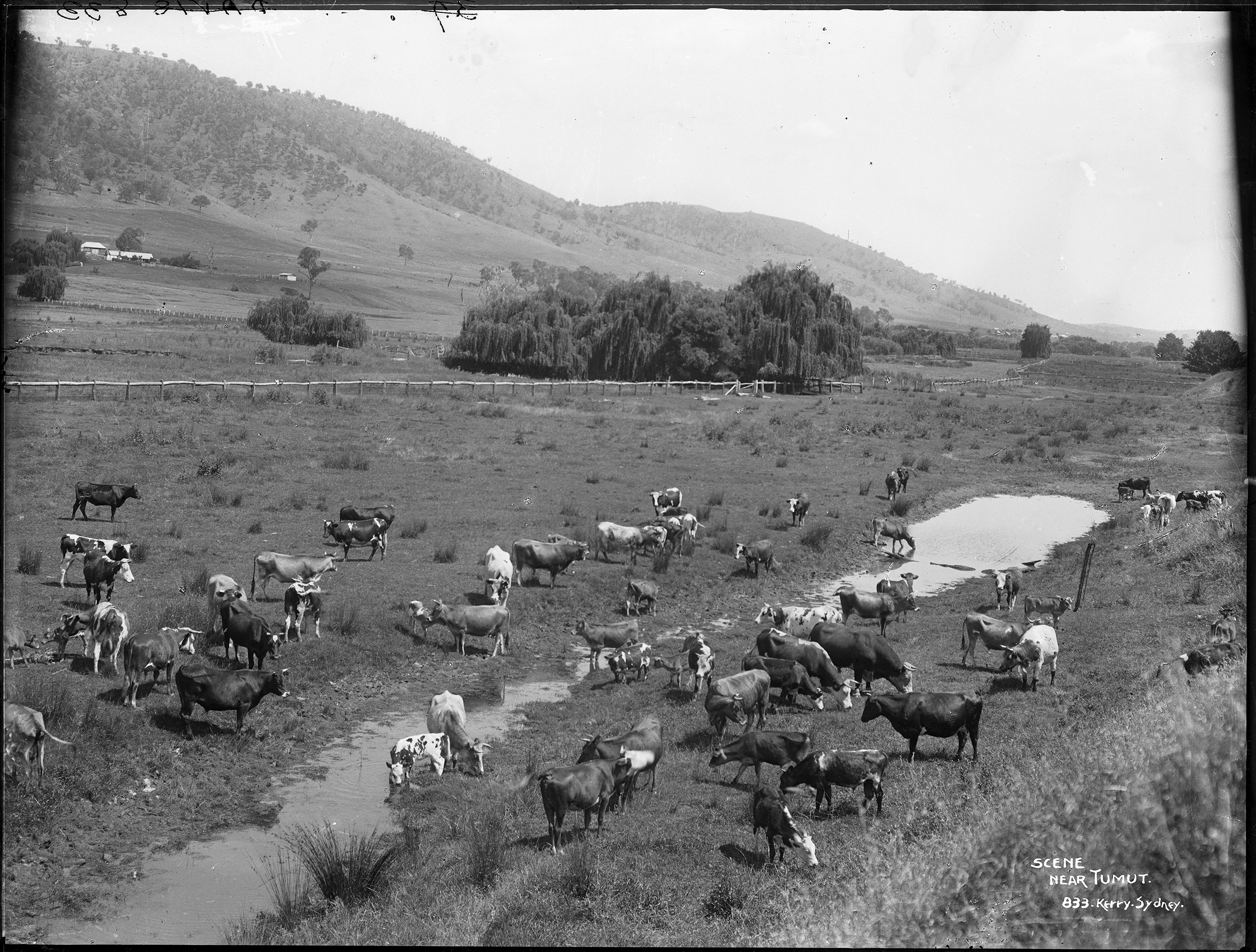 'Scene near Tumut' by Kerry and Co from the Tyrrell Collection