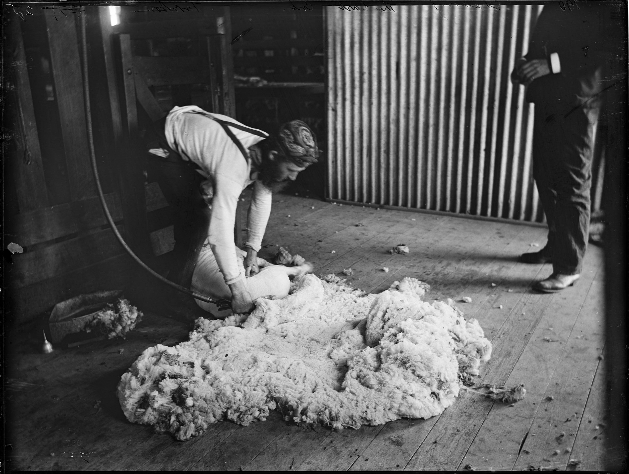 Shearing the last cut of wool