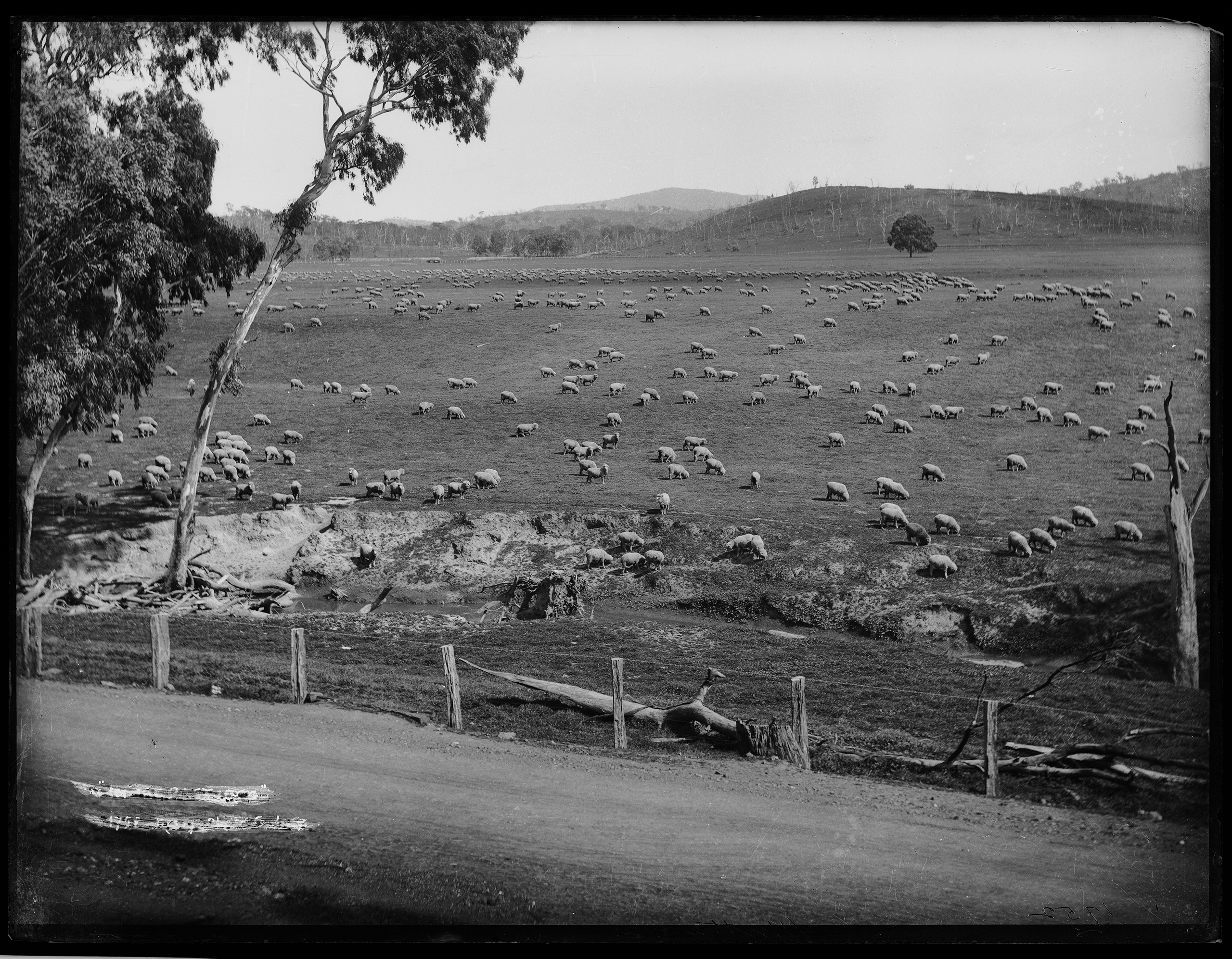 'Grazing sheep' glass plate negative