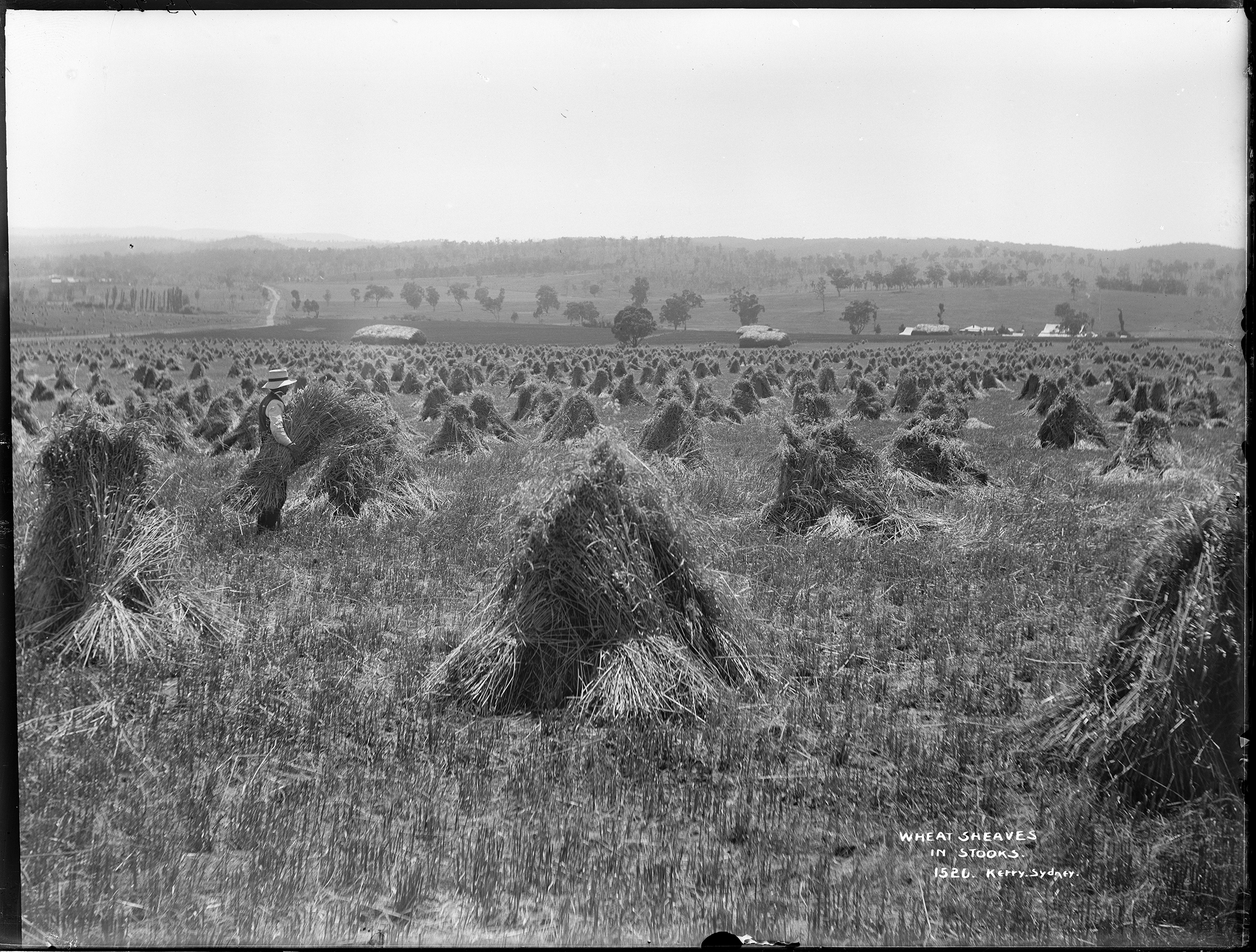 'Wheat Sheaves in Stooks' by Kerry and Co from the Tyrrell Collection