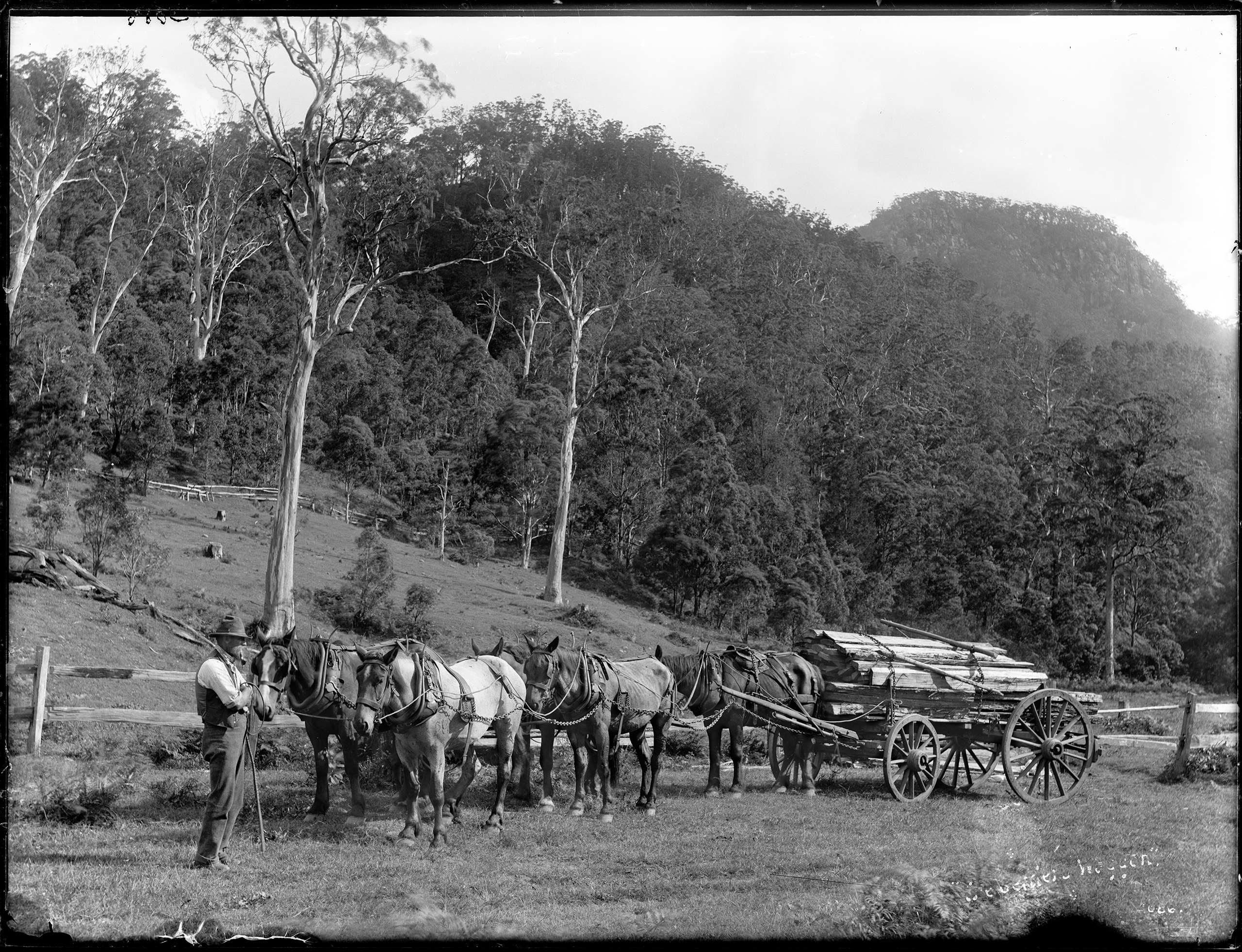 Glass plate negative of horse and cart with settler