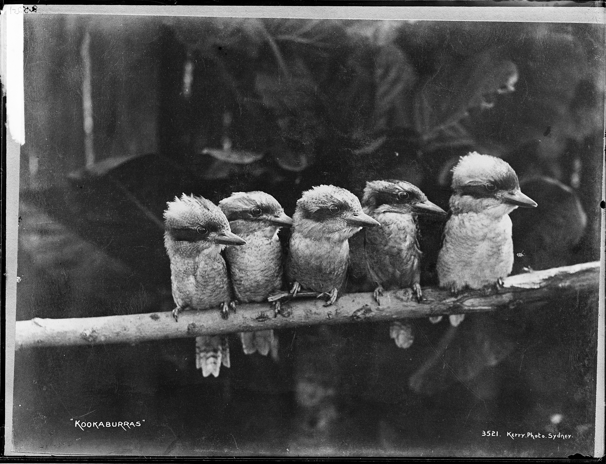 Glass Plate negative entitled 'Kookaburras' by Kerry and Co