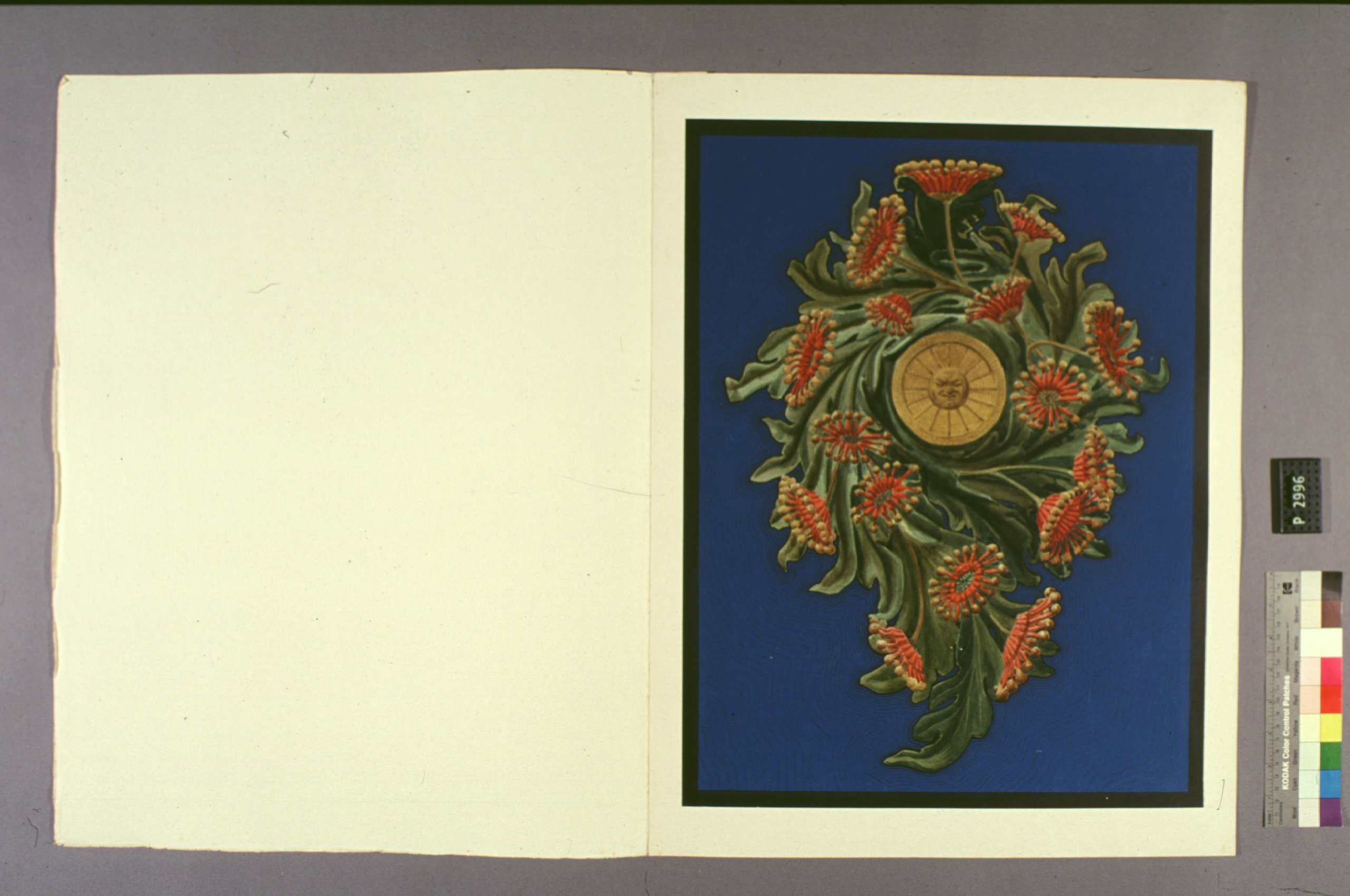 Bookplate design entitled 'Stenocarpus Scroll'