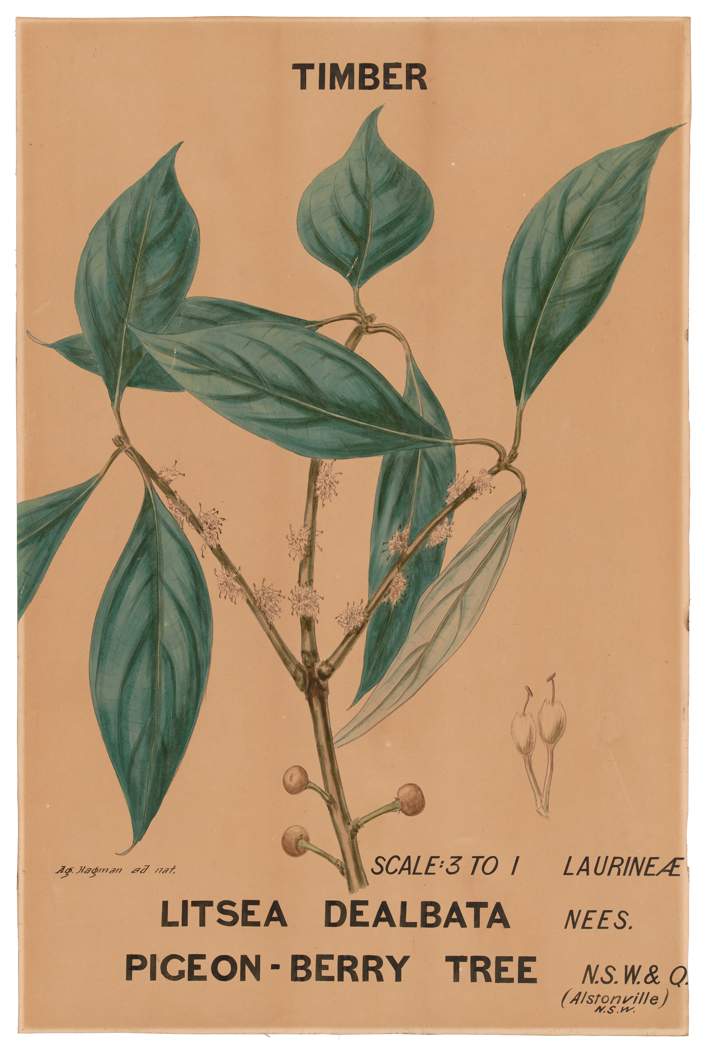 Botanical illustration of 'Listea dealbata (Pigeon Berry Tree)' by Agard Hagman