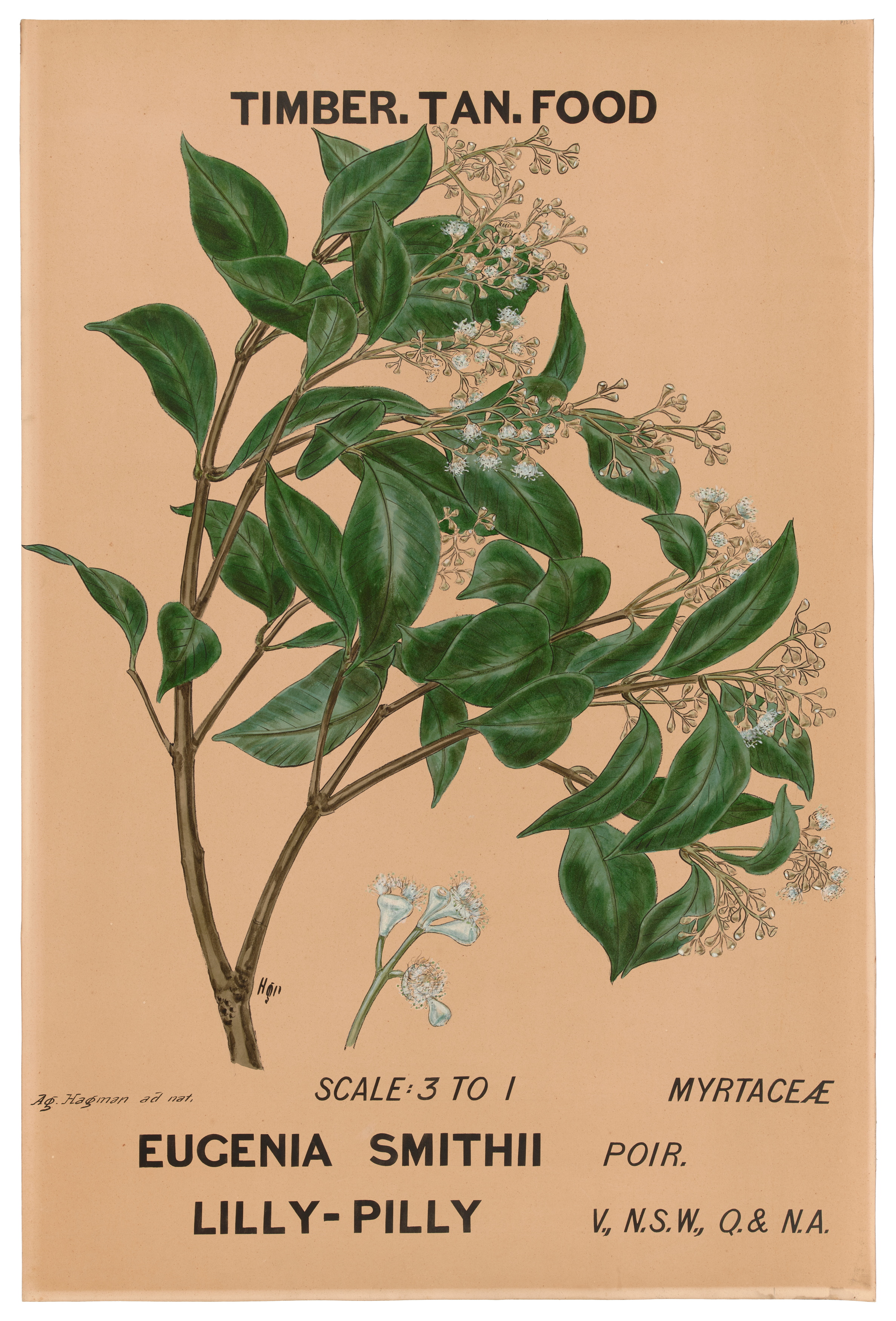 Botanical illustration of 'Eugenia smithii (Lilly-Pilly)' by Agard Hagman