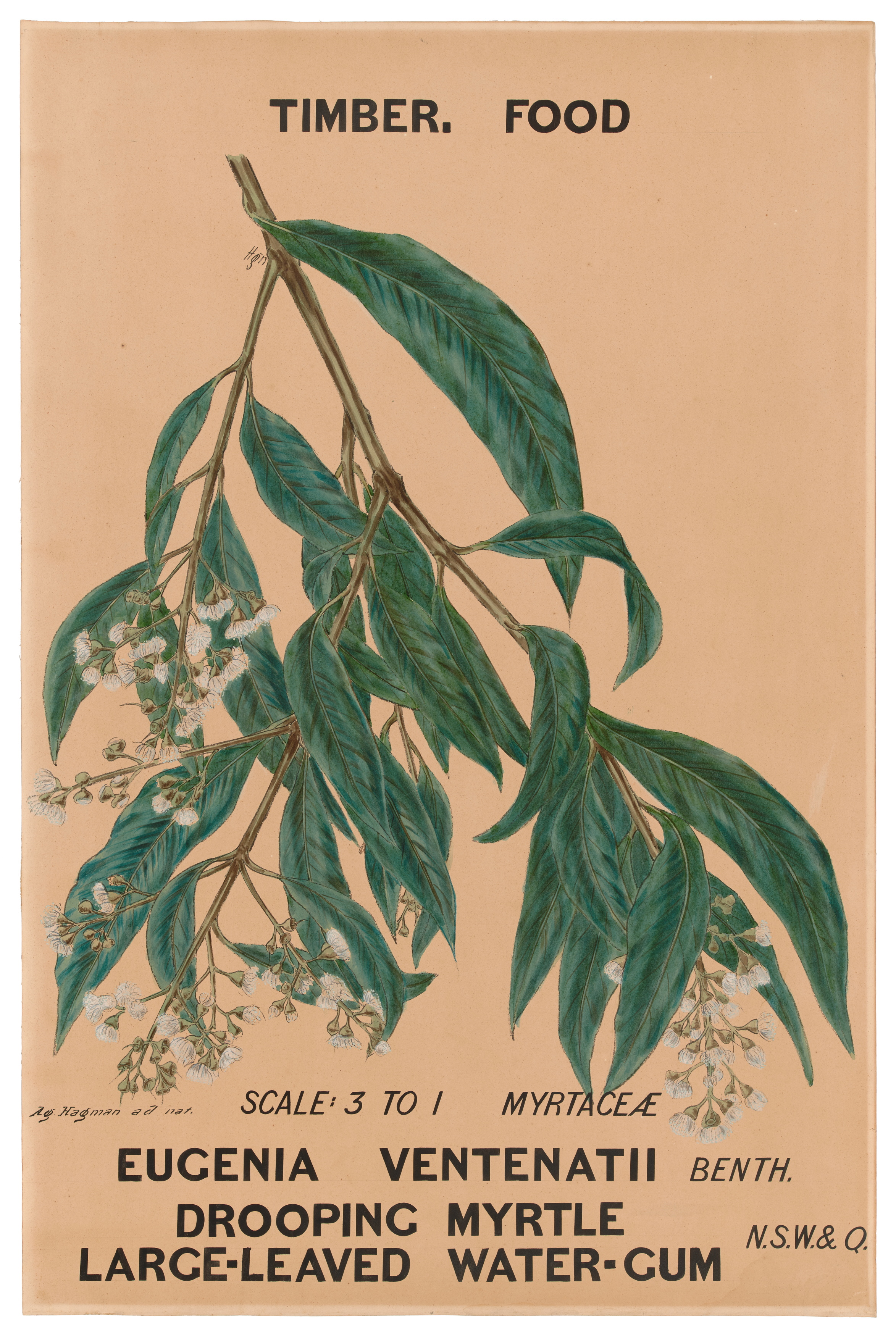 Botanical illustration of 'Eugenia ventenatii (Large leaved water gum / Drooping Myrtle)' by Agard Hagman