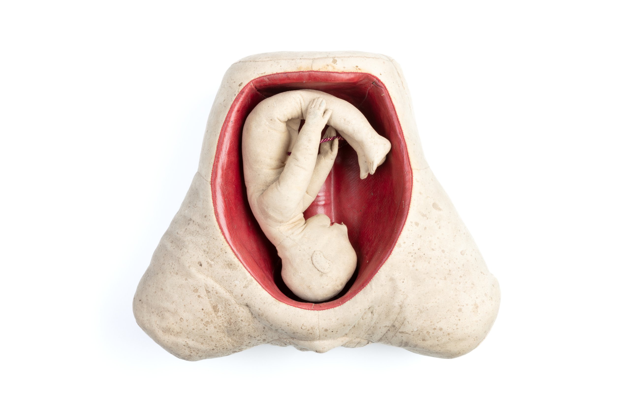 Anatomical model of a female abdomen and foetus