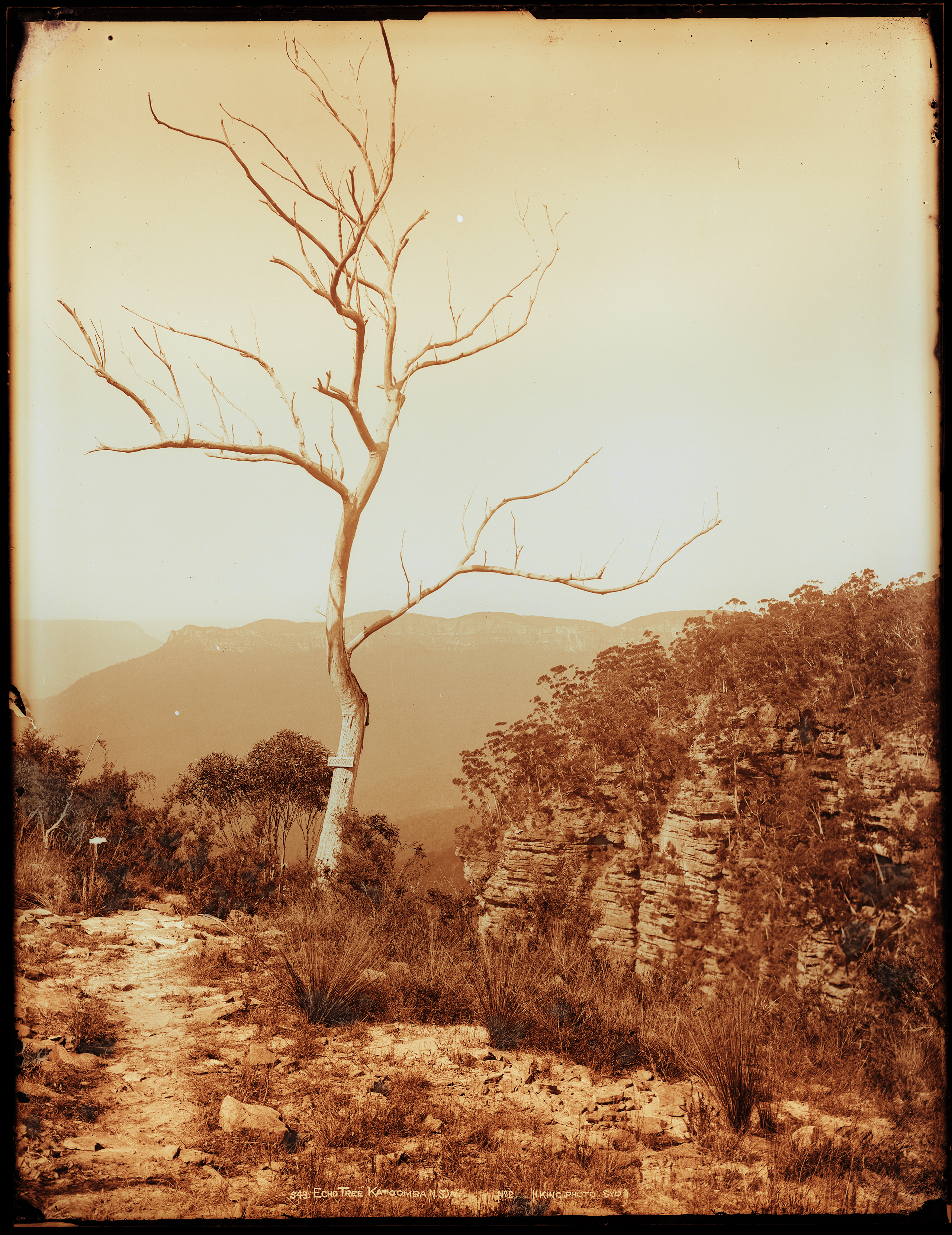 'Echo Tree, Katoomba, N.S.W., No. 2' by Henry King from the Tyrrell collection