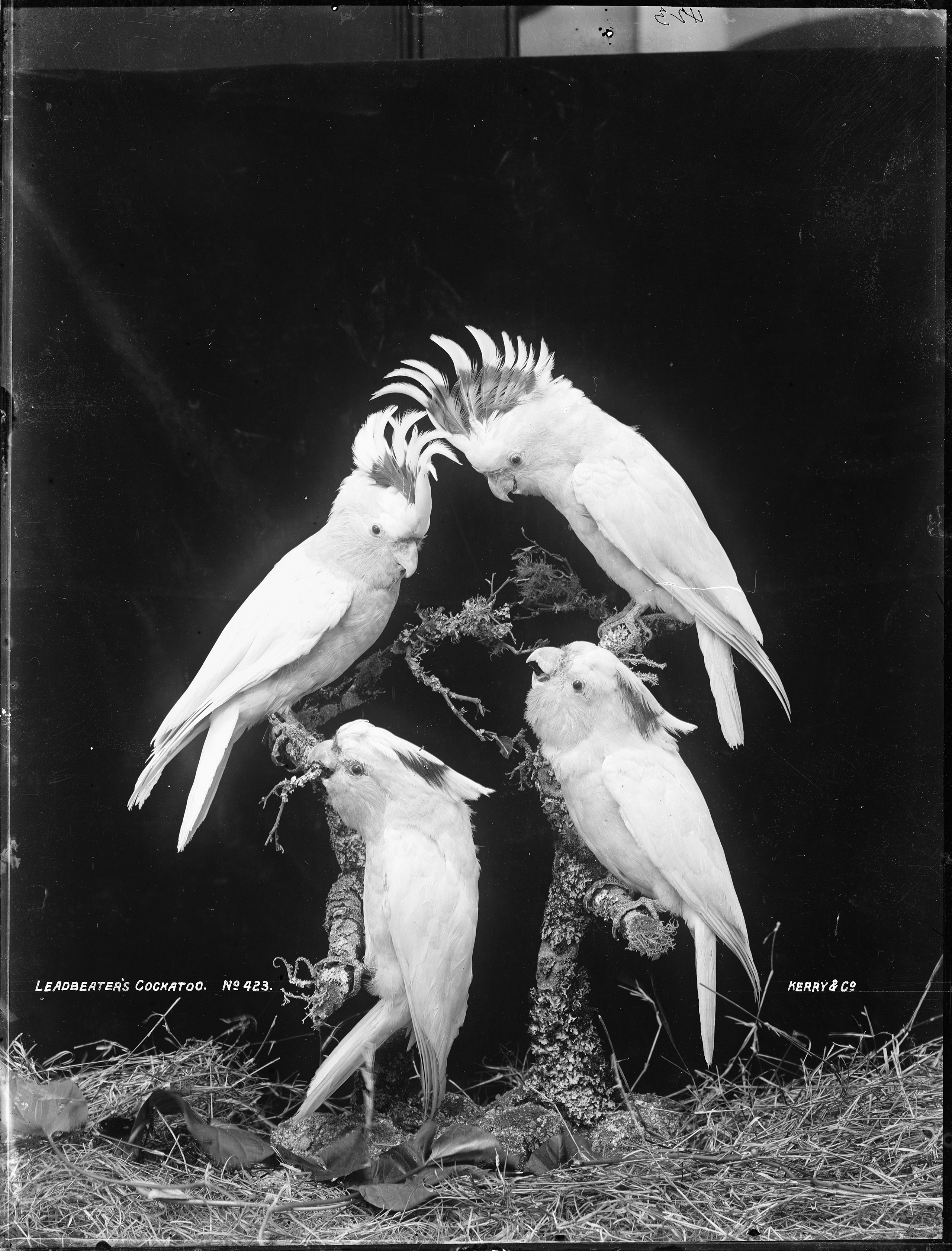 'Leadbeaters Cockatoo'by Kerry and Co from the Tyrrell Collection