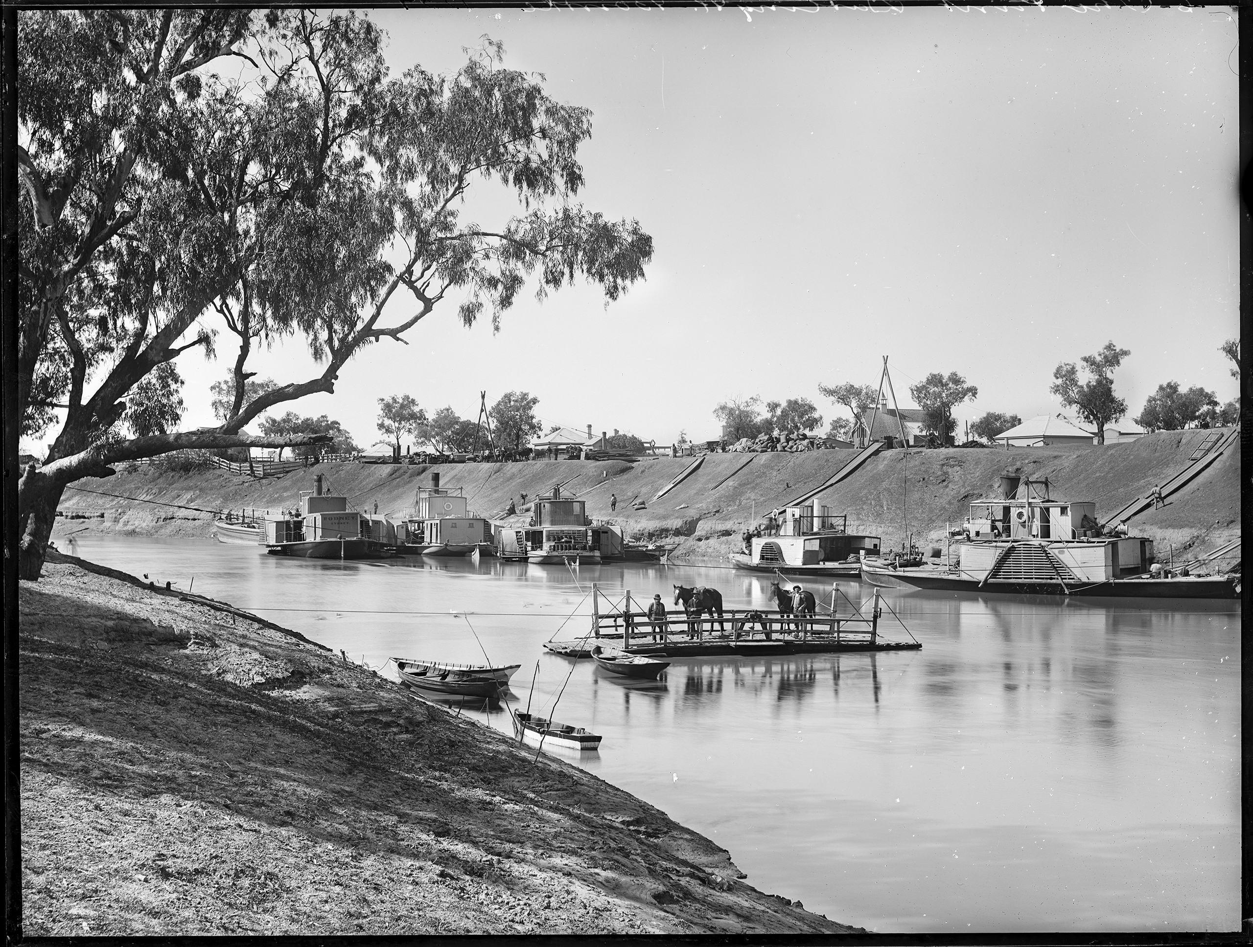 Glass plate negative of ferry punt and paddle steamers on Darling River unloading wool at Bourke, NSW, 1885-1894