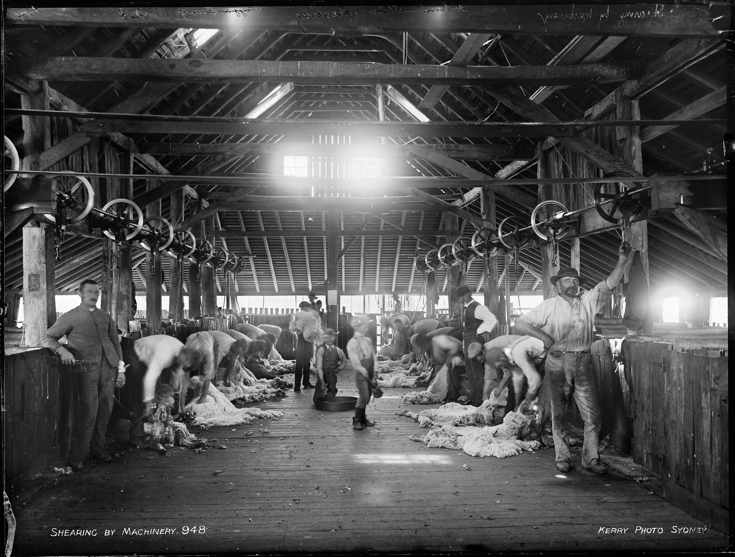 'Shearing by Machinery' by Kerry and Co from the Tyrrell Collection