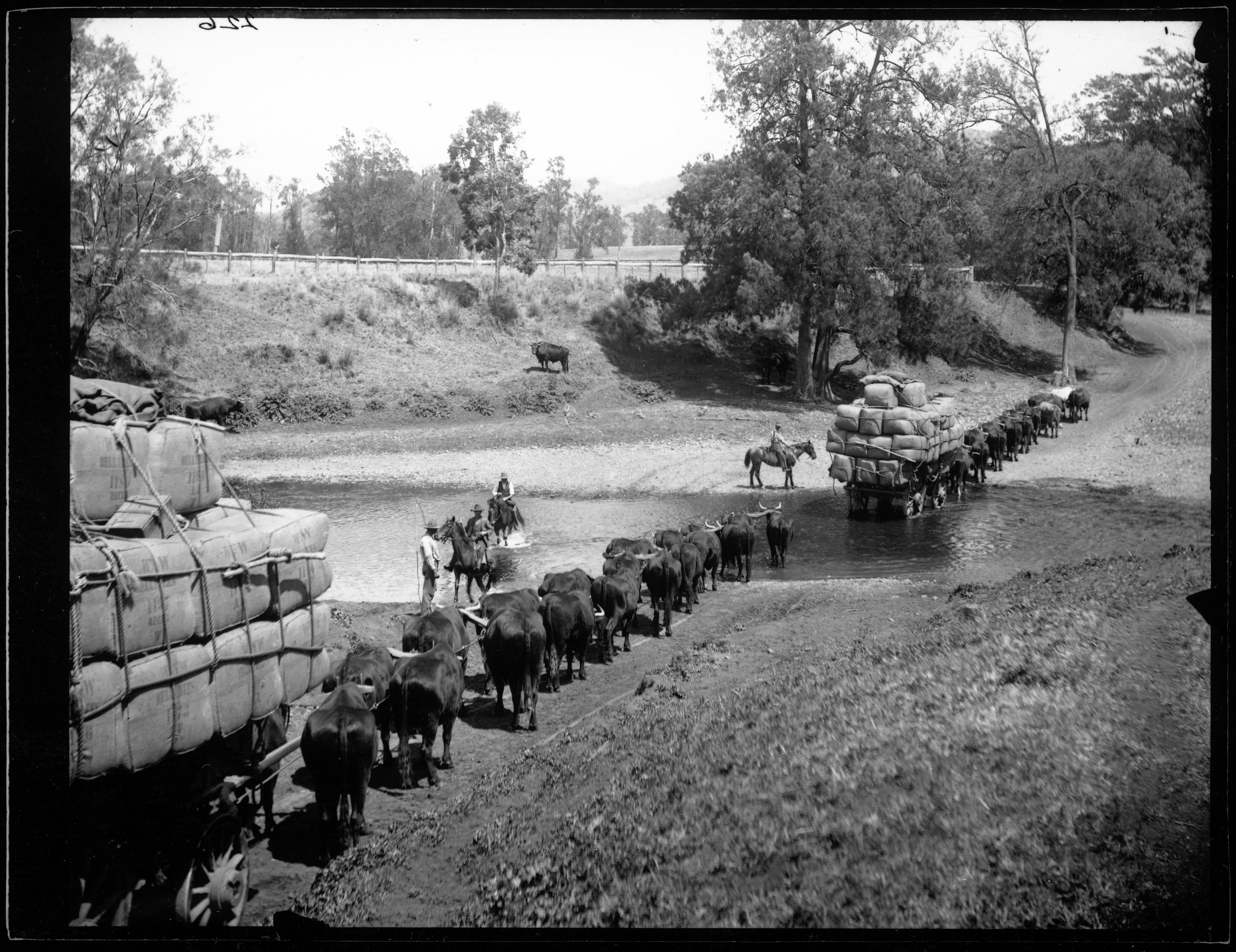'Bullock Team Pulling Wool Bales' glass plate negative from the Tyrrell collection