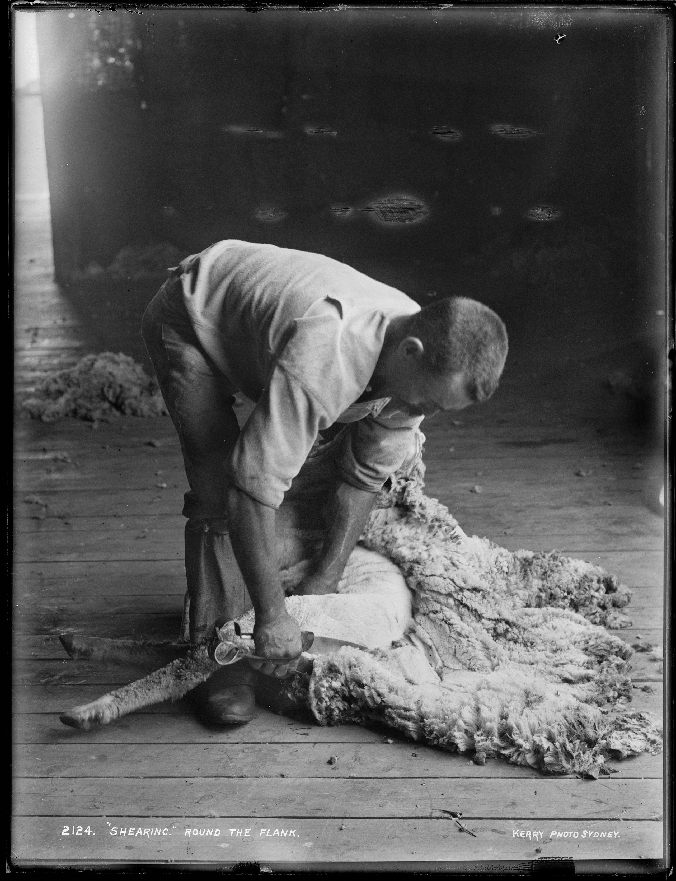 Glass plate negative of an Australian shearer using hand shears to shear a sheep, 1890-1900