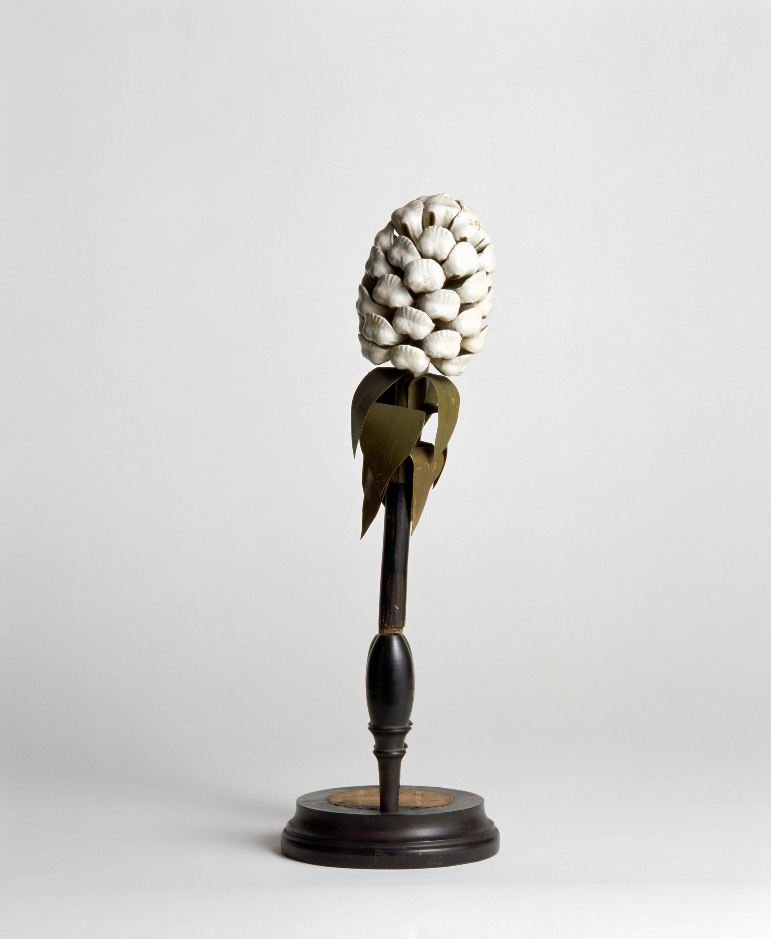 Linus silvestris (Scotch fir) botanical model