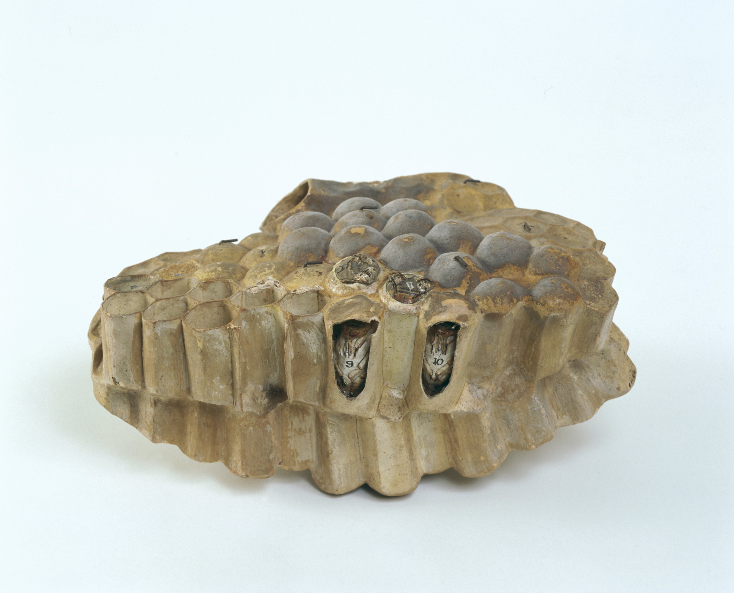 Model of honeycomb made by Maision Auzoux