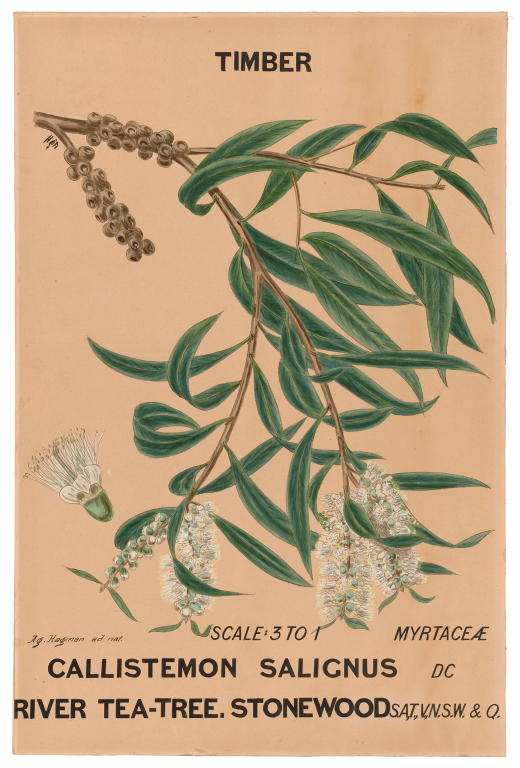 Botanical illustration 'Callistemon salignus', River Tea Tree by Agard Hagman