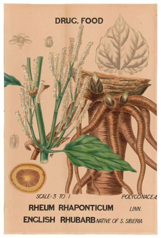 Botanical illustration 'Rheum Rhaponticum' by Agard Hagman