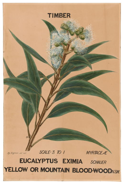 Botanical illustration 'Eucalyptus Eximia' by Agard Hagman