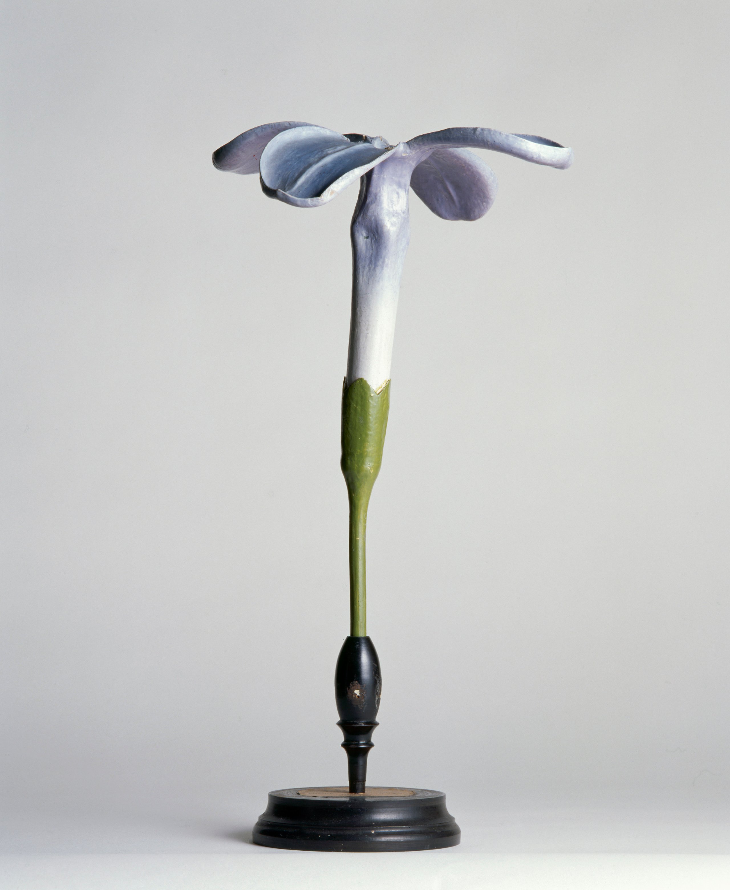 Botanical model of lilac