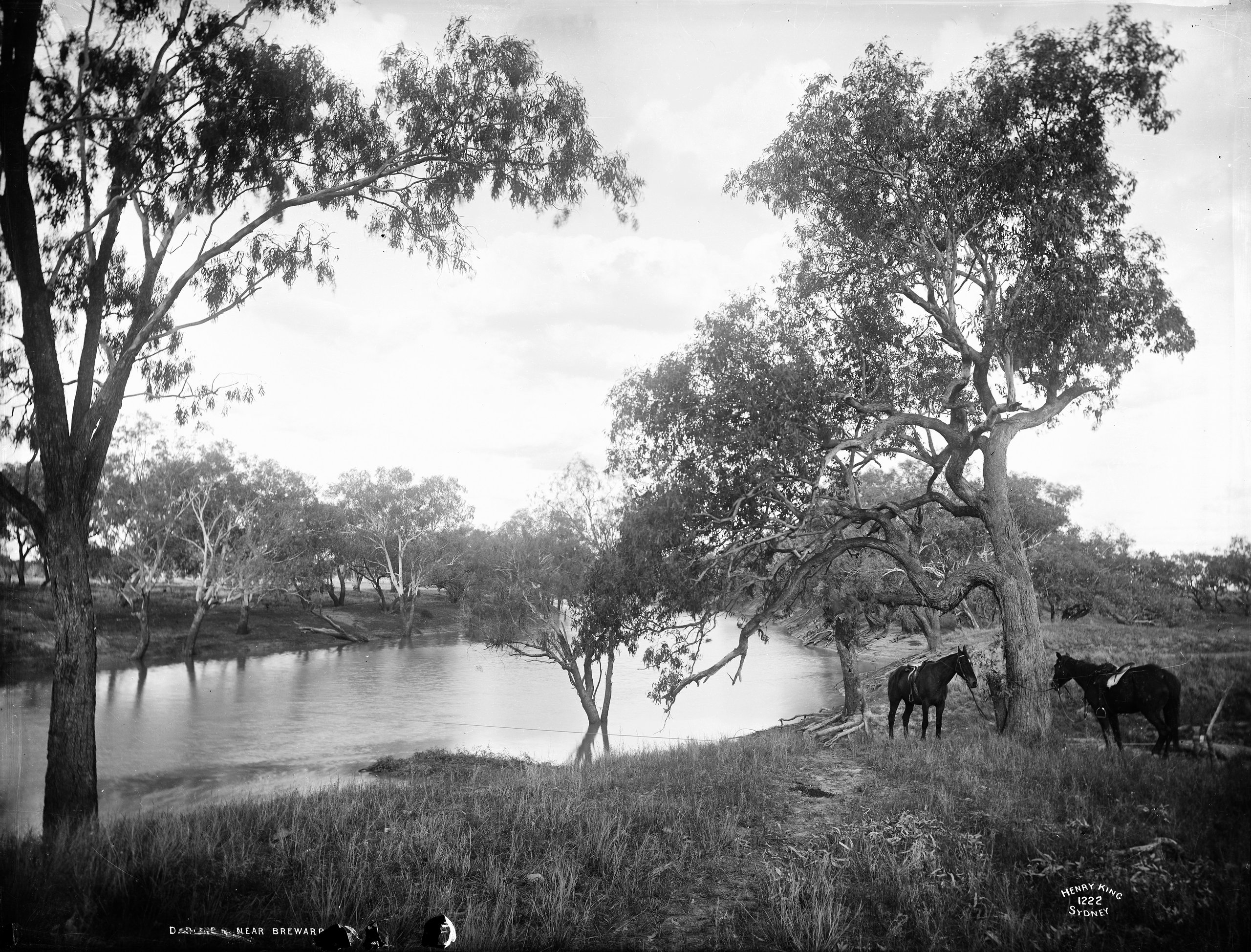 Glass plate negative of Darling River near Brewarrina, NSW, c.1880-1900
