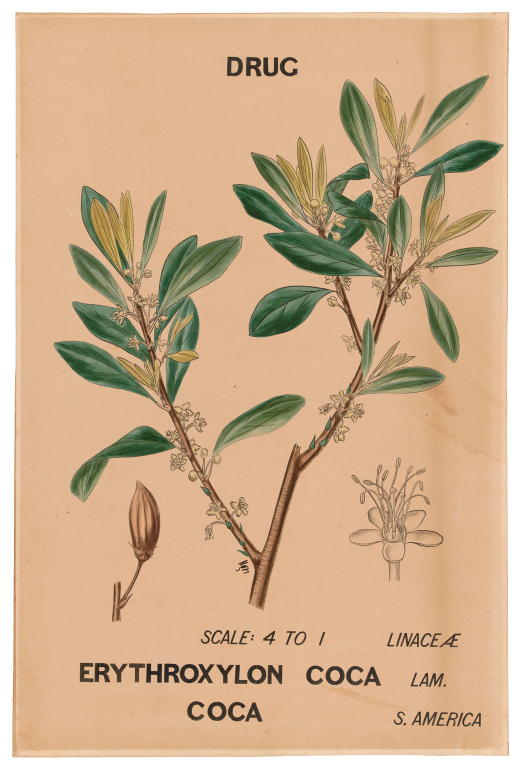 Botanical illustration of 'Erythroxylon coca (Coca)' by Agard Hagman