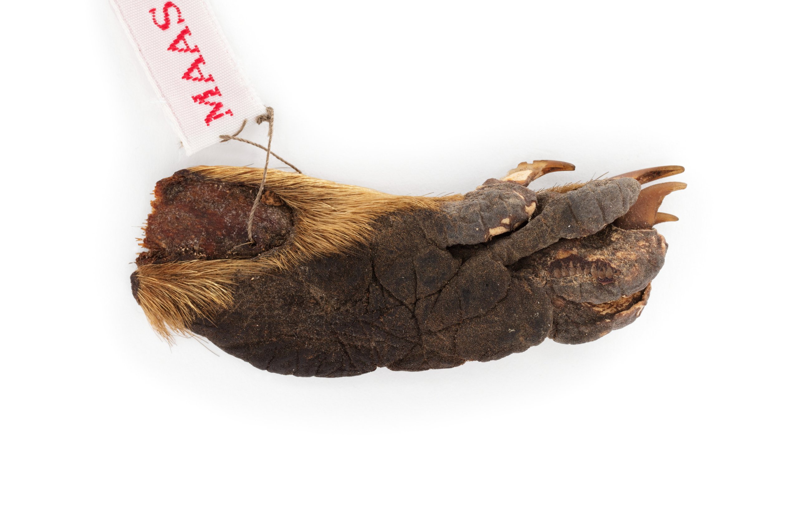 Dried raccoon paw travel memento from Canada collected by George and Charis Schwarz
