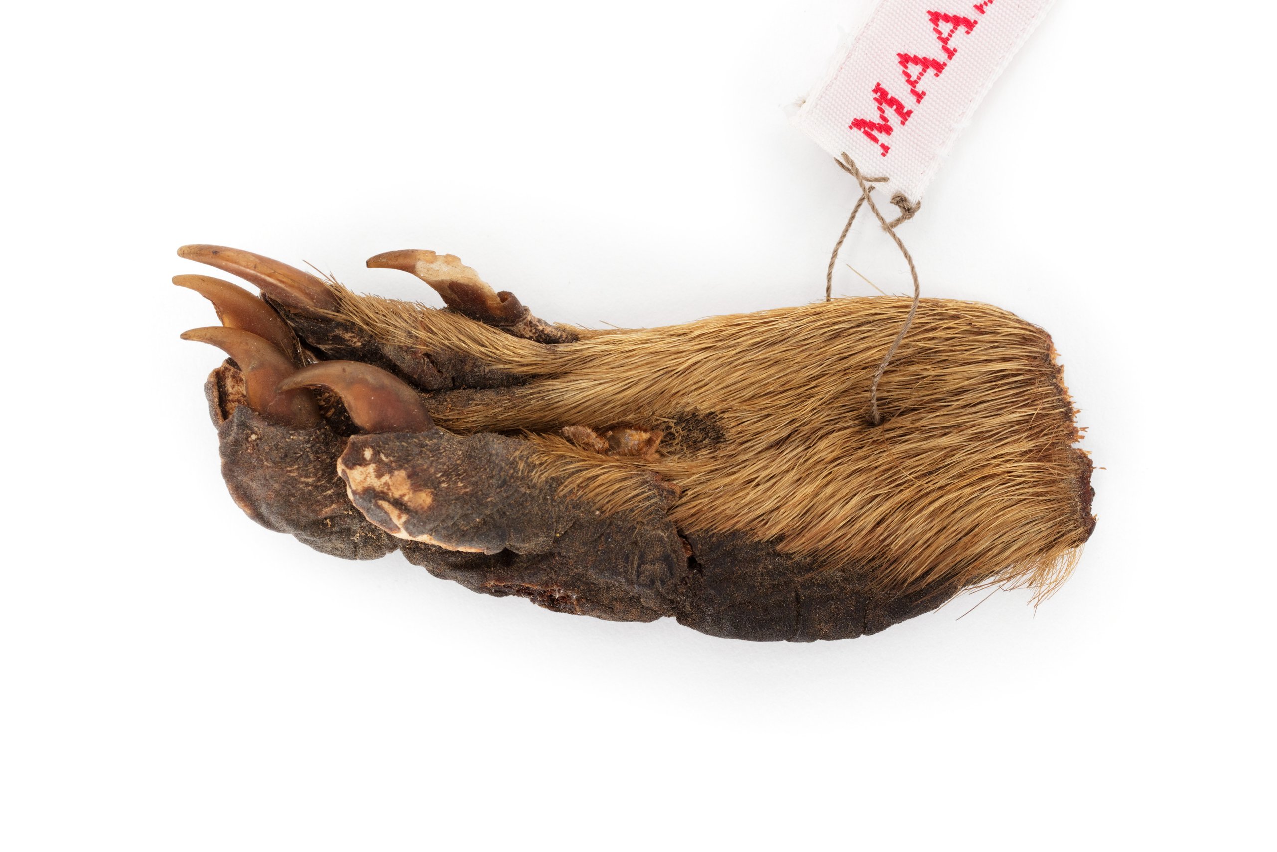 Dried raccoon paw travel memento from Canada collected by George and Charis Schwarz