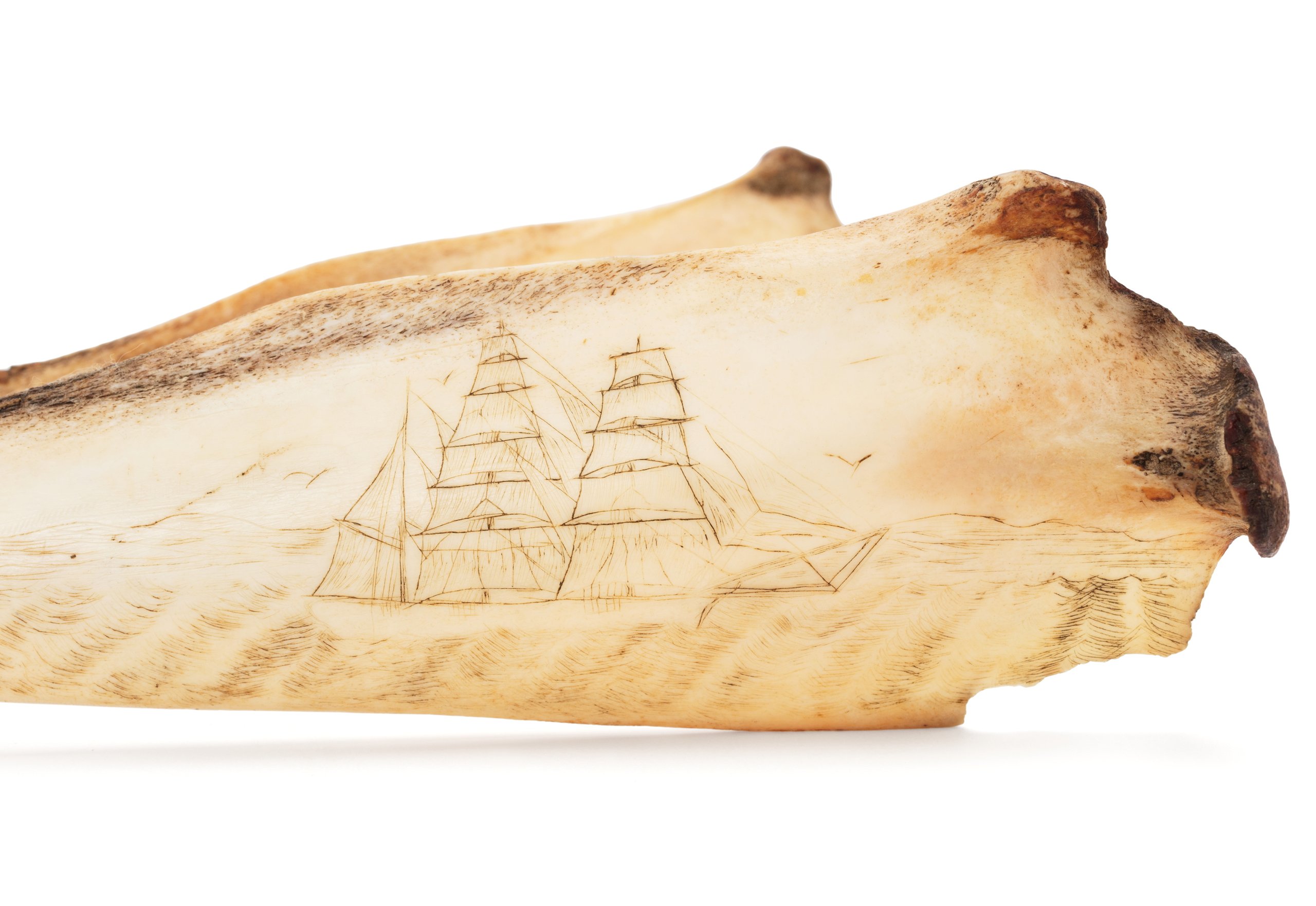 Dolphin jaw with scrimshaw decoration