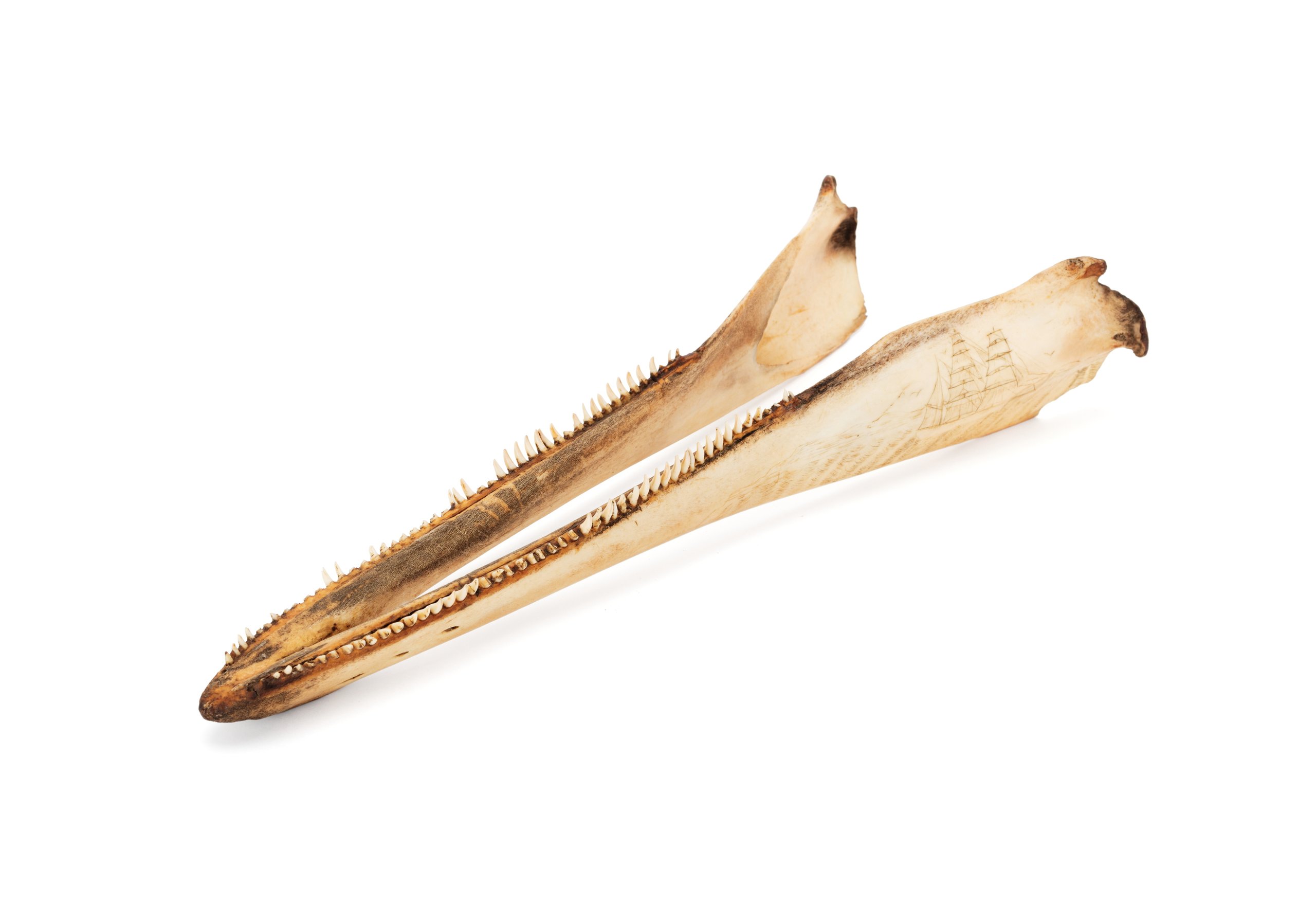 Dolphin jaw with scrimshaw decoration